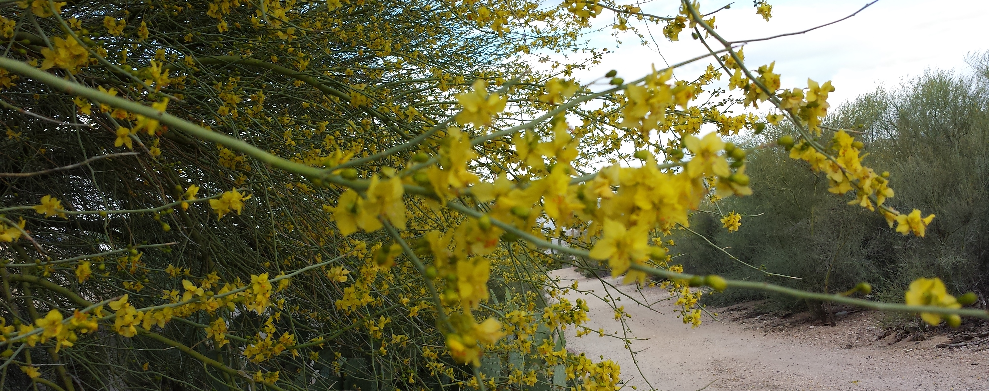 Palo Verde in bloom