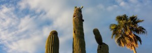 First sign of the Saguaro blooming