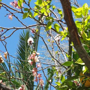 Flower & Fruit