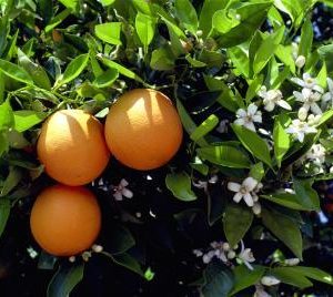 Oranges & Flowers