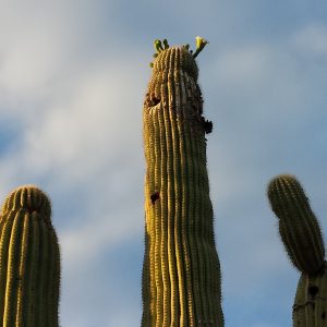 First sign of the Saguaro blooming