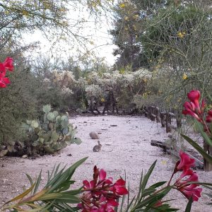 Bunny on the path