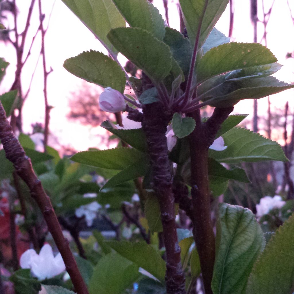 Apple blossoms in the pink dawn