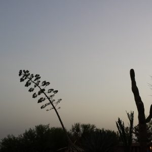 Leaning Century plant in the morning mist