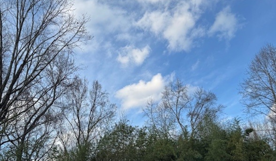 bamboo & clouds