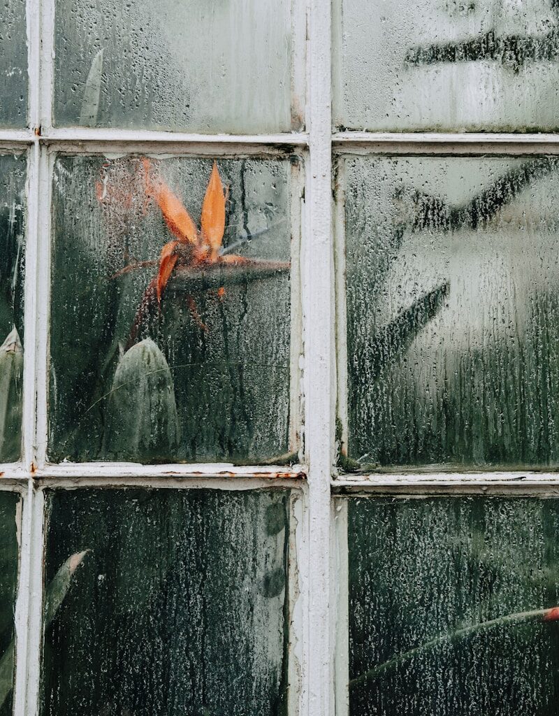 A close up of a window with a plant behind it